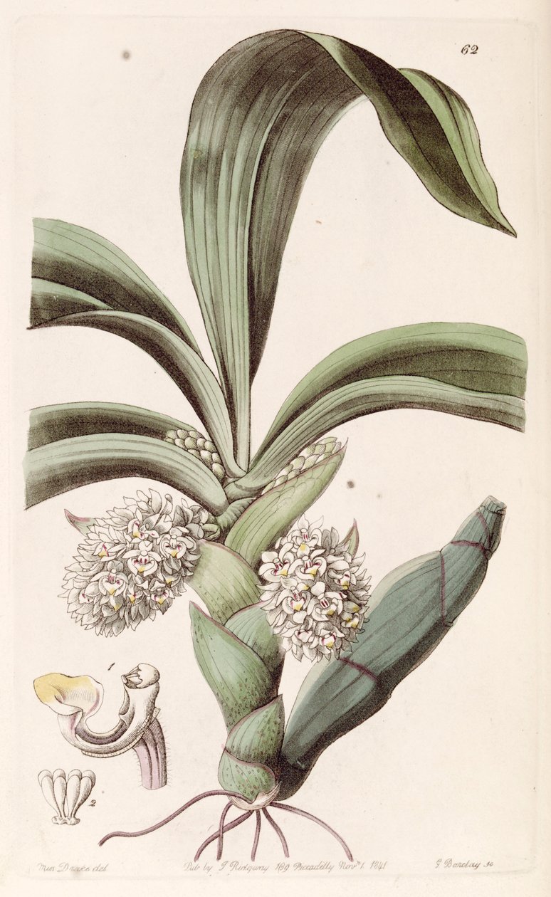 Eria spicata (sensin. Eria convallarioides olarak) by Miss Drake