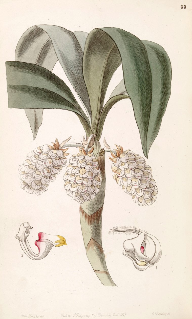 Eria spicata (sensin. Eria convallarioides olarak) by Miss Drake