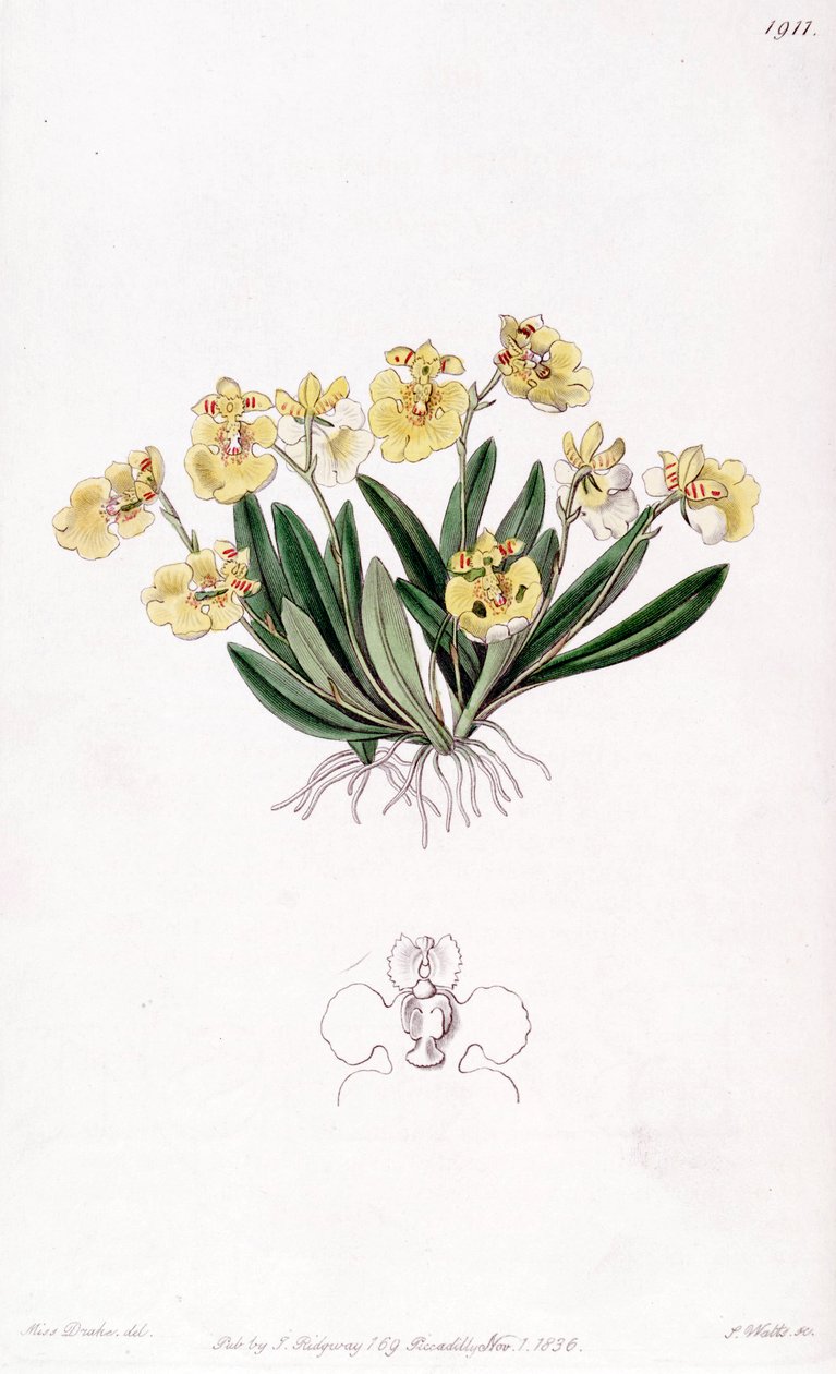 Erycina crest-galli (sensin. Oncidium iridifolium olarak) by Miss Drake