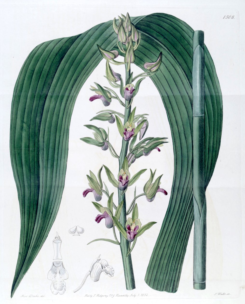 Eulophia alta (sen. Cyrtopodium woodfordii olarak) by Miss Drake