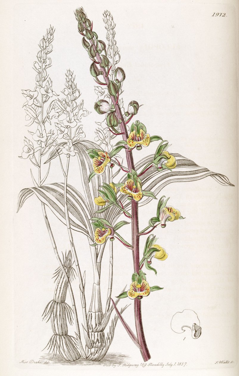 Eulophia sylvatica (sensin. Eulophia macrostachya olarak) by Miss Drake