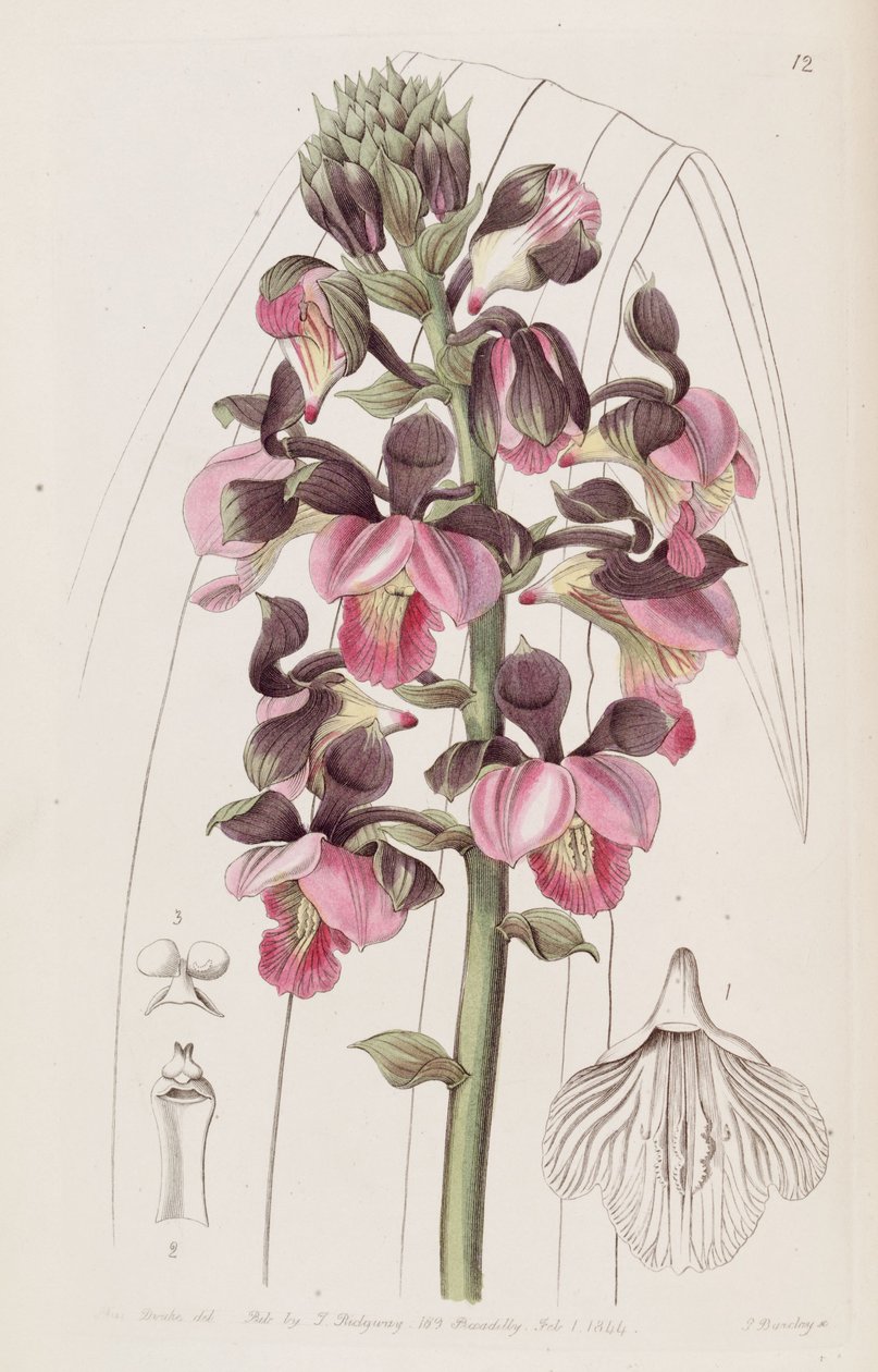 Eulophia rosea (sin. Lissochilus roseus olarak) by Miss Drake