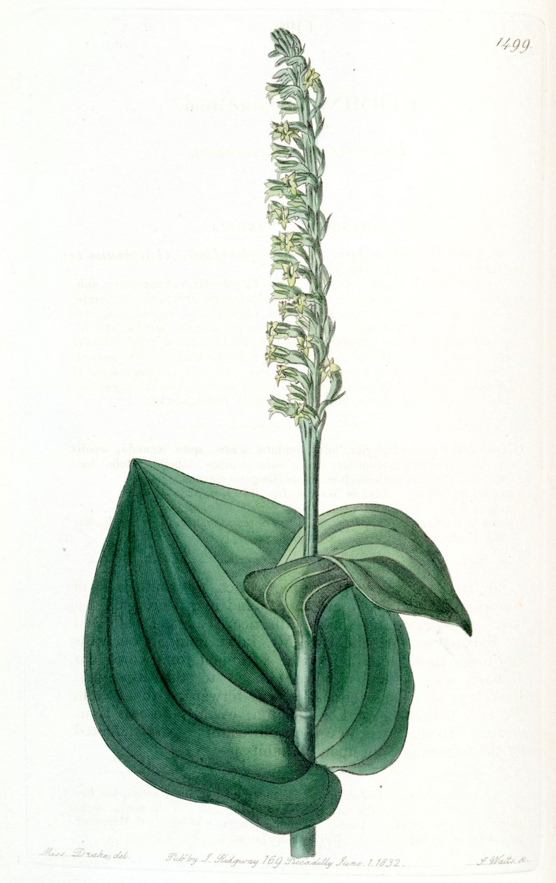 Gennaria diphylla (sensin. Herminium cordatum olarak) by Miss Drake