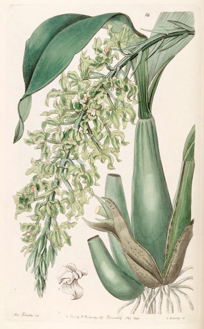 Gomesa crispa (as syn. Rodriguezia crispa) by Miss Drake
