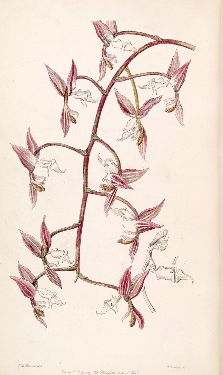 Gongora aromatica (sin. Gongora bufonia var. Leucochila olarak) by Miss Drake