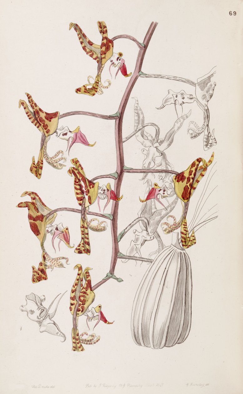 Gongora fulva (sin. Gongora maculata var. Tricolor olarak) by Miss Drake