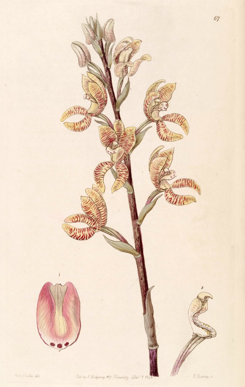 Govenia fasciata by Miss Drake