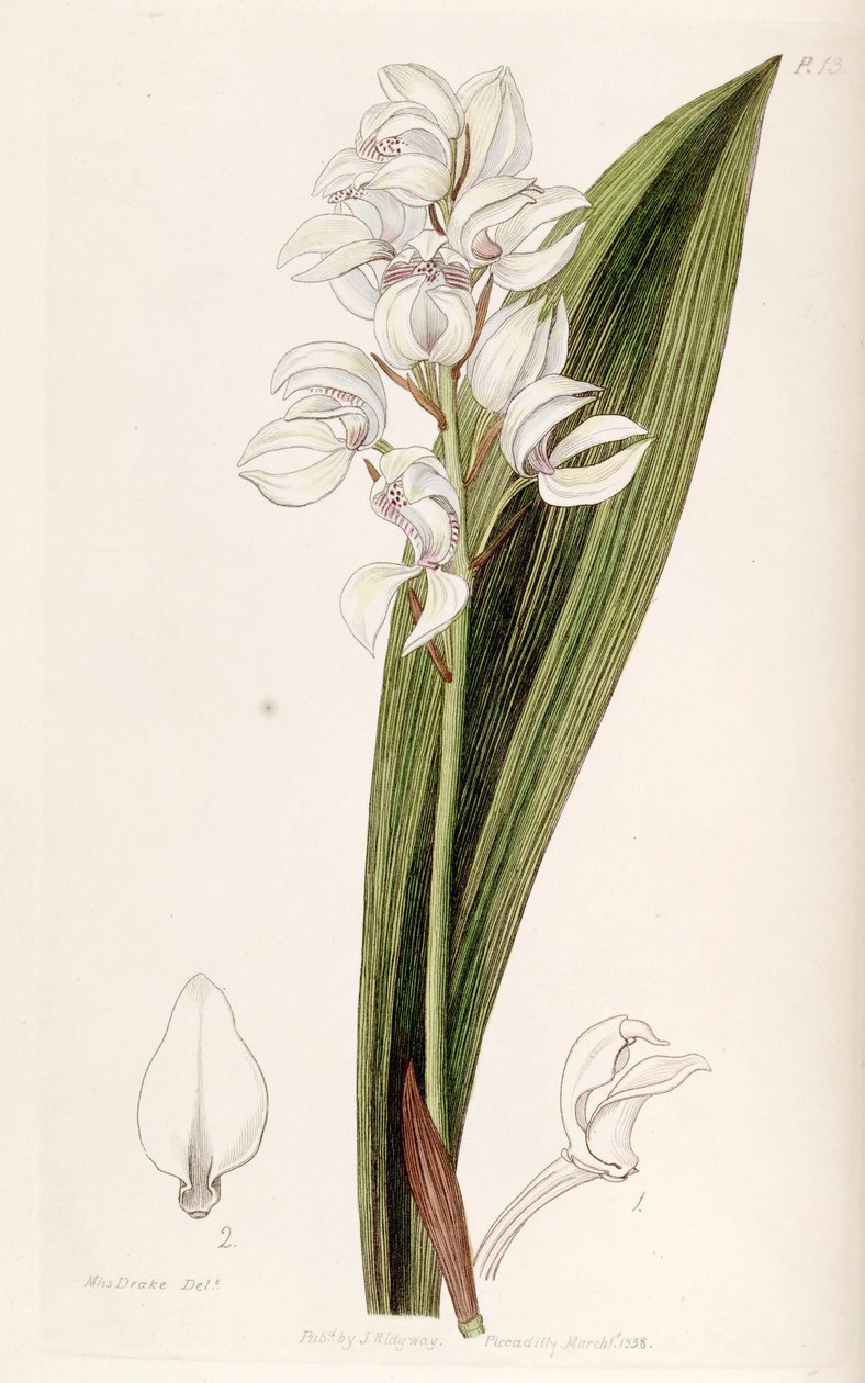 Govenya liliacea by Miss Drake