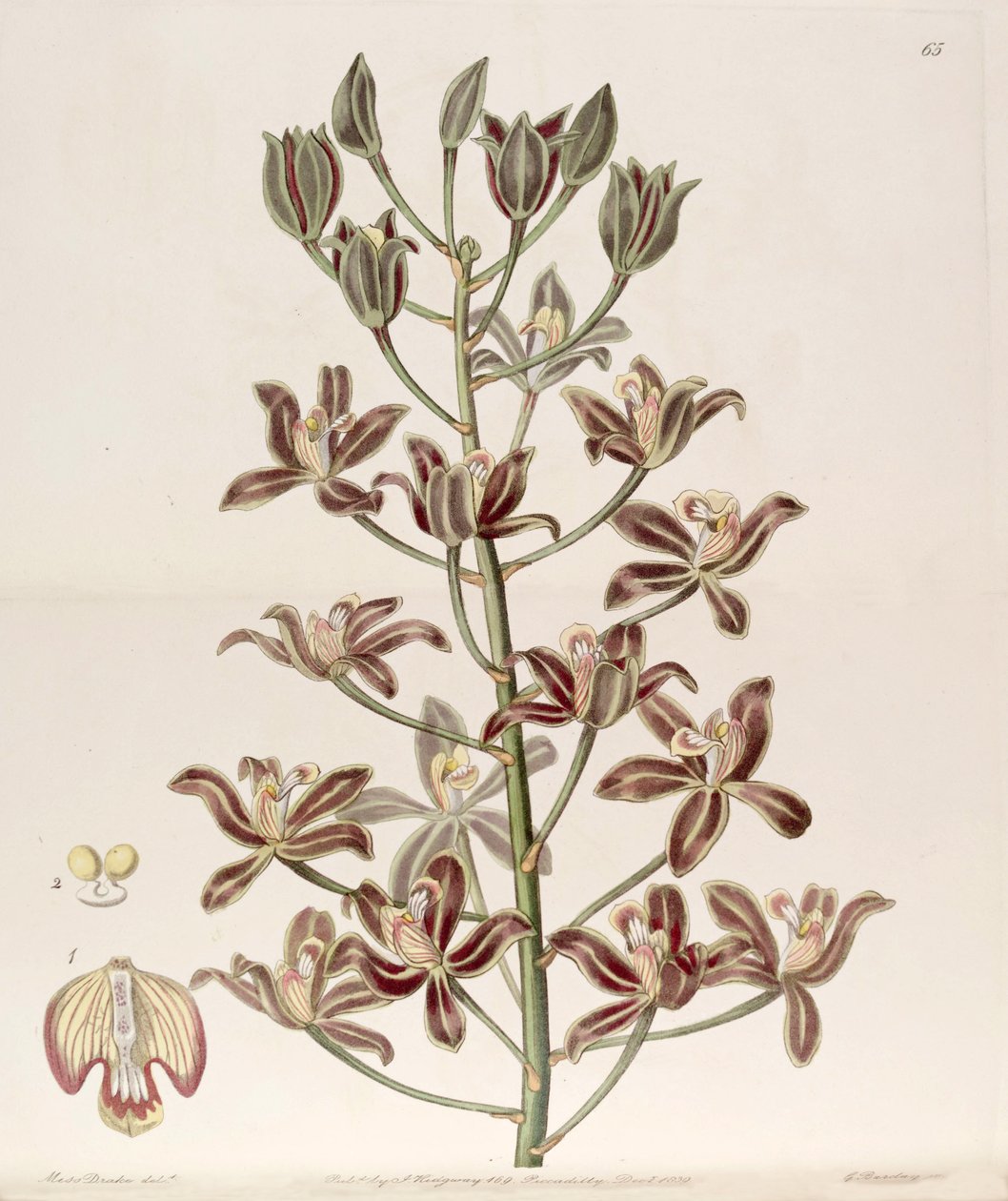 Grammatophyllum multiflorum by Miss Drake
