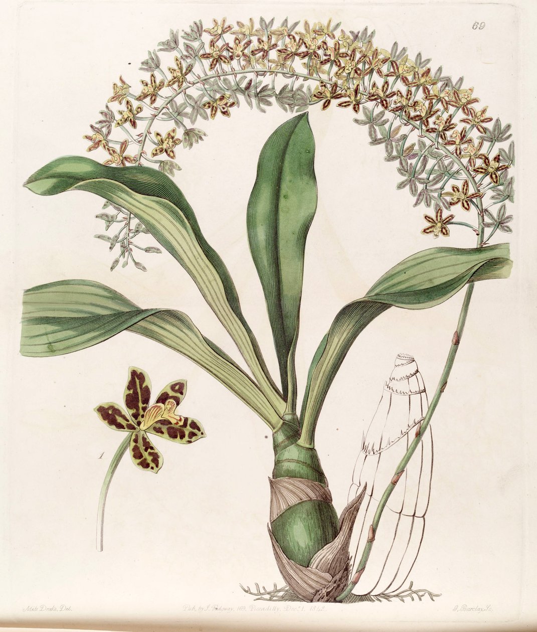 Grammatophilum yazılı var. yazılı (syn. Grammatophyllum multiflorum var. tigrinum olarak) by Miss Drake