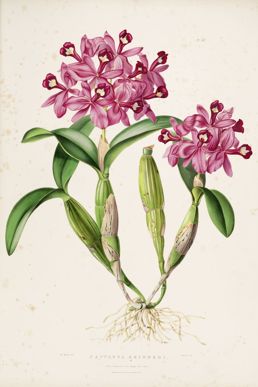 Illustration of Cattleya skinneri (or Guarianthe skinneri) by Miss Drake