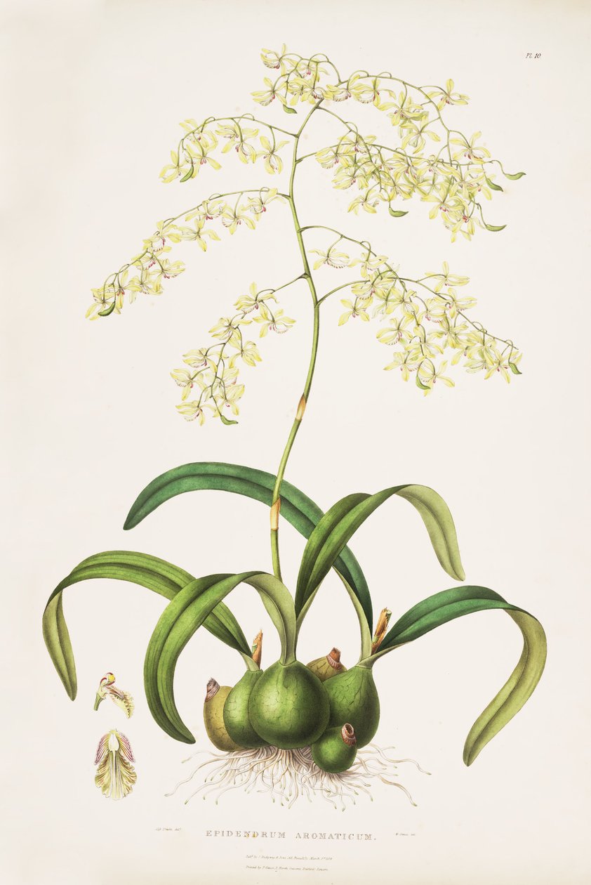 Encyclia