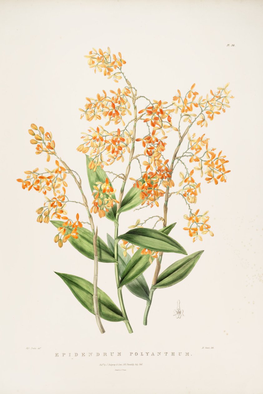 Epidendrum polyanthum çizimi by Miss Drake