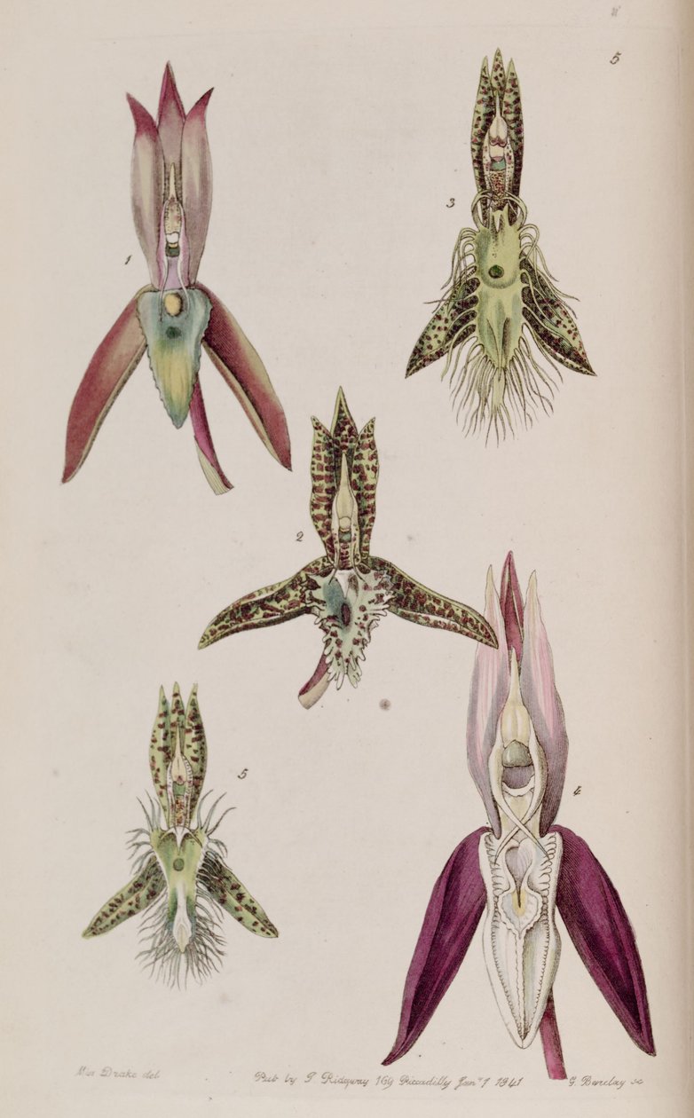 I. Catasetum callosum II