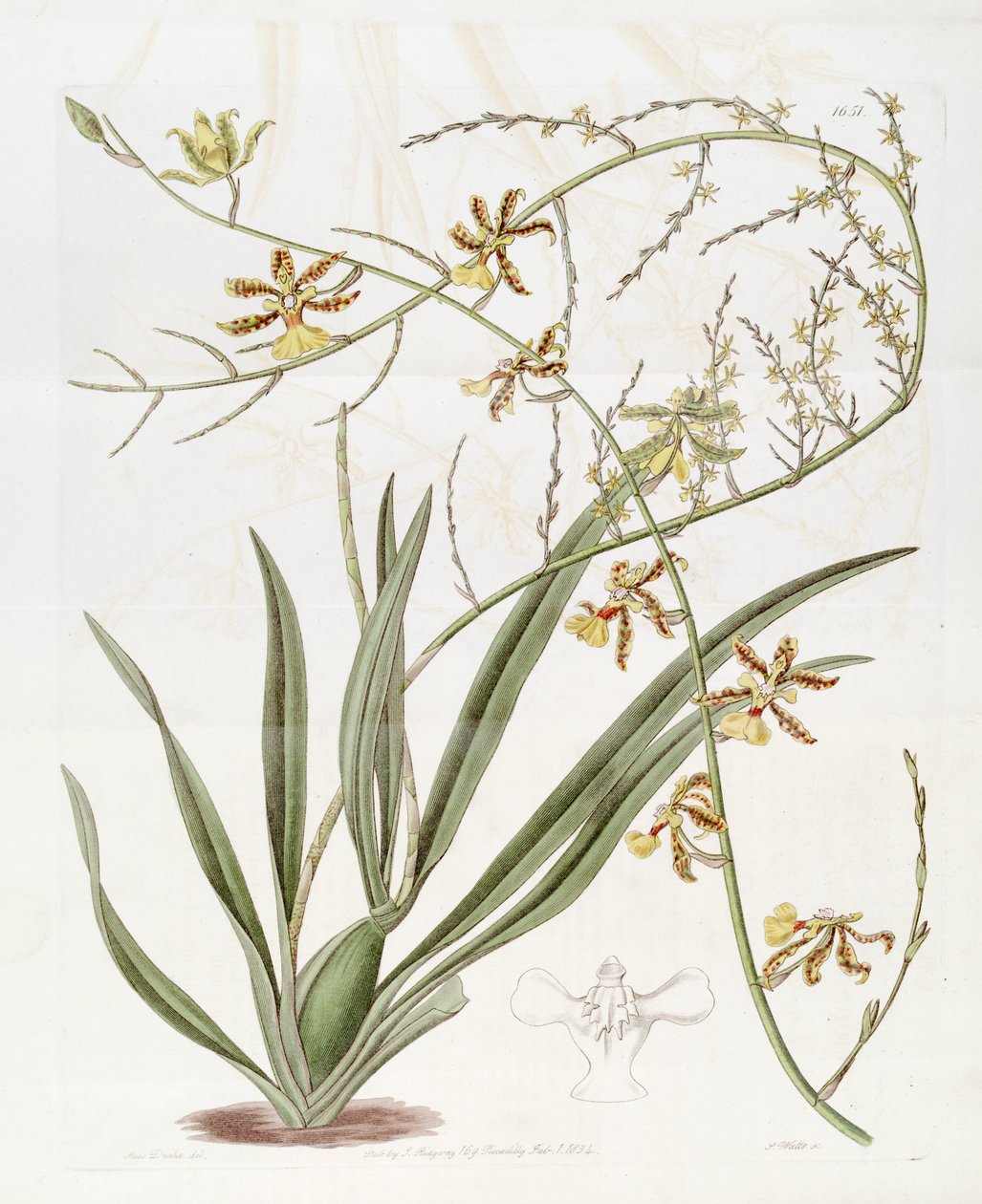 Oncidium sp