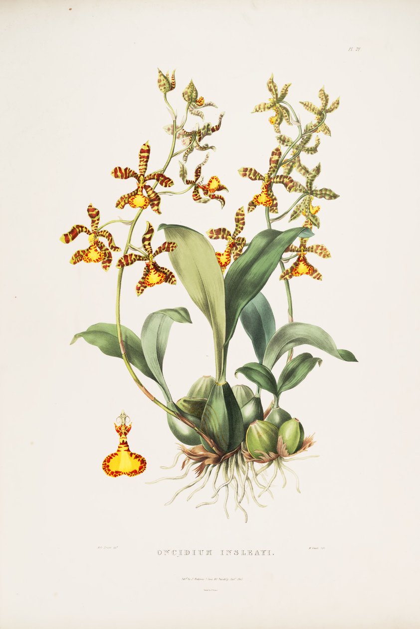 Rossioglossum insleayi
