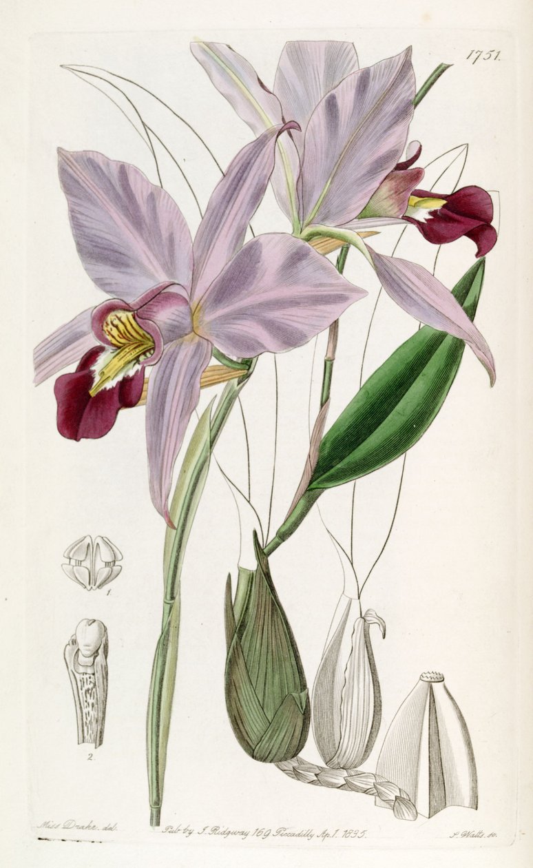 Laelia şüpheli by Miss Drake