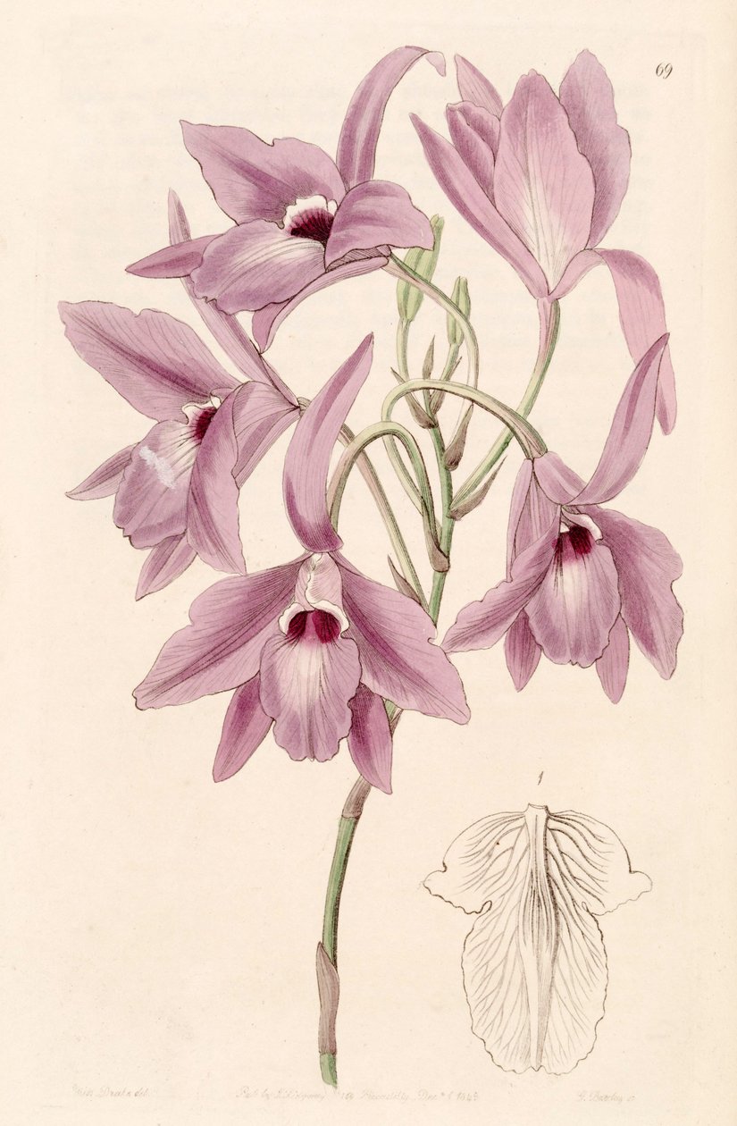 Laelia rubescens (sin. Laelia peduncularis olarak) by Miss Drake