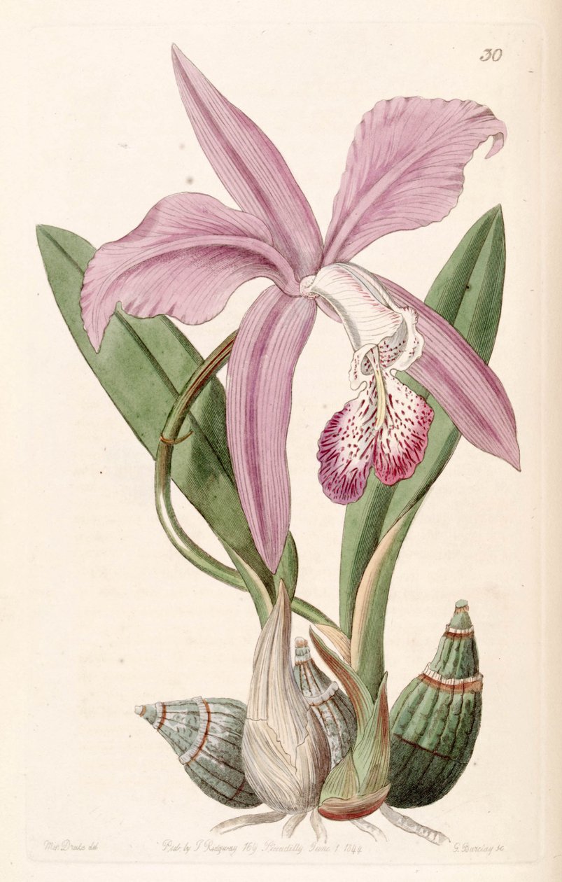 Laelia speciosa (sensin. Laelia majalis olarak) by Miss Drake