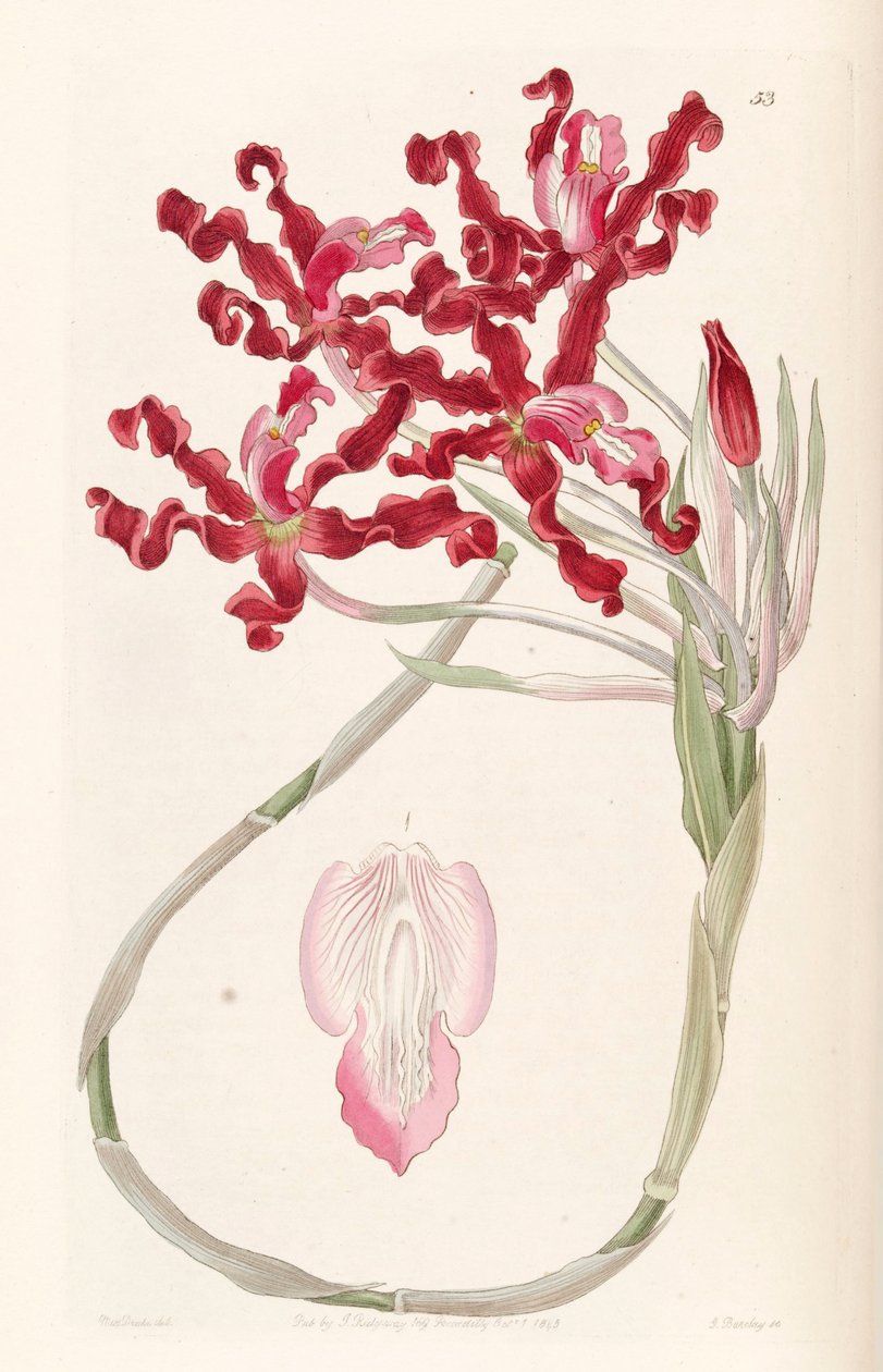 Laelia undulata (sens. Schomburgkia undulata olarak) by Miss Drake