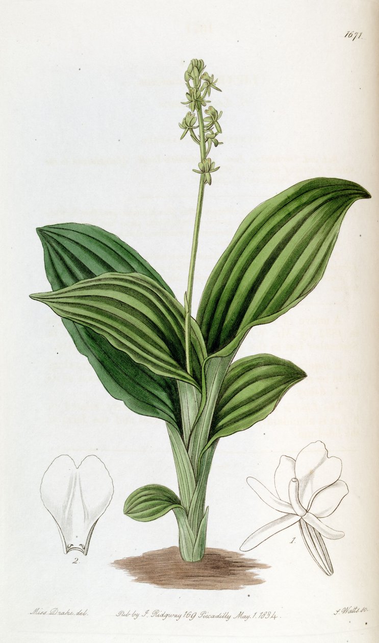 Liparis nervosa ssp. nervosa (as syn. Liparis guineensis) by Miss Drake