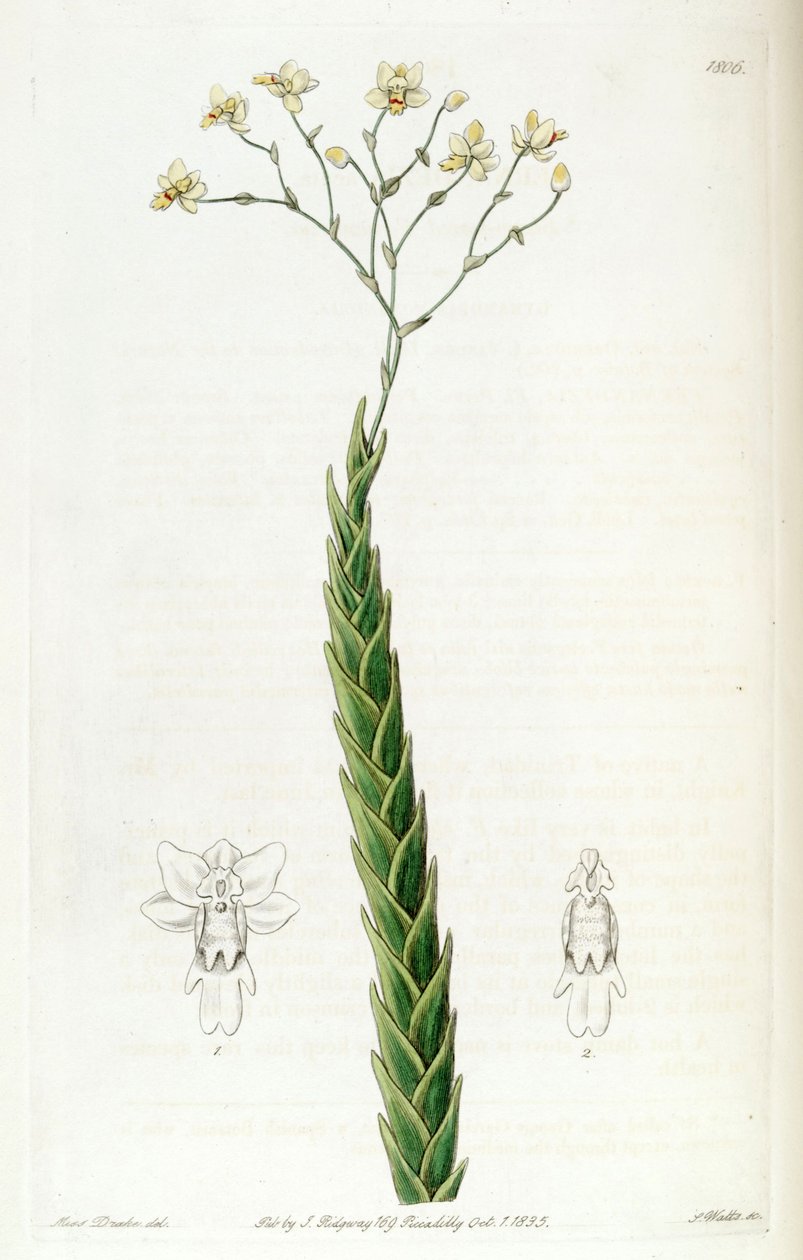 Akut Lockhartia (sen. Fernandezia acuta olarak) by Miss Drake