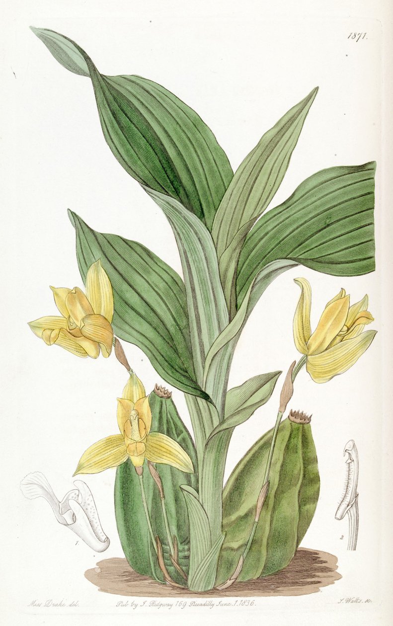 Aromatik Lycaste (sensin. Maxillaria aromatica olarak) by Miss Drake