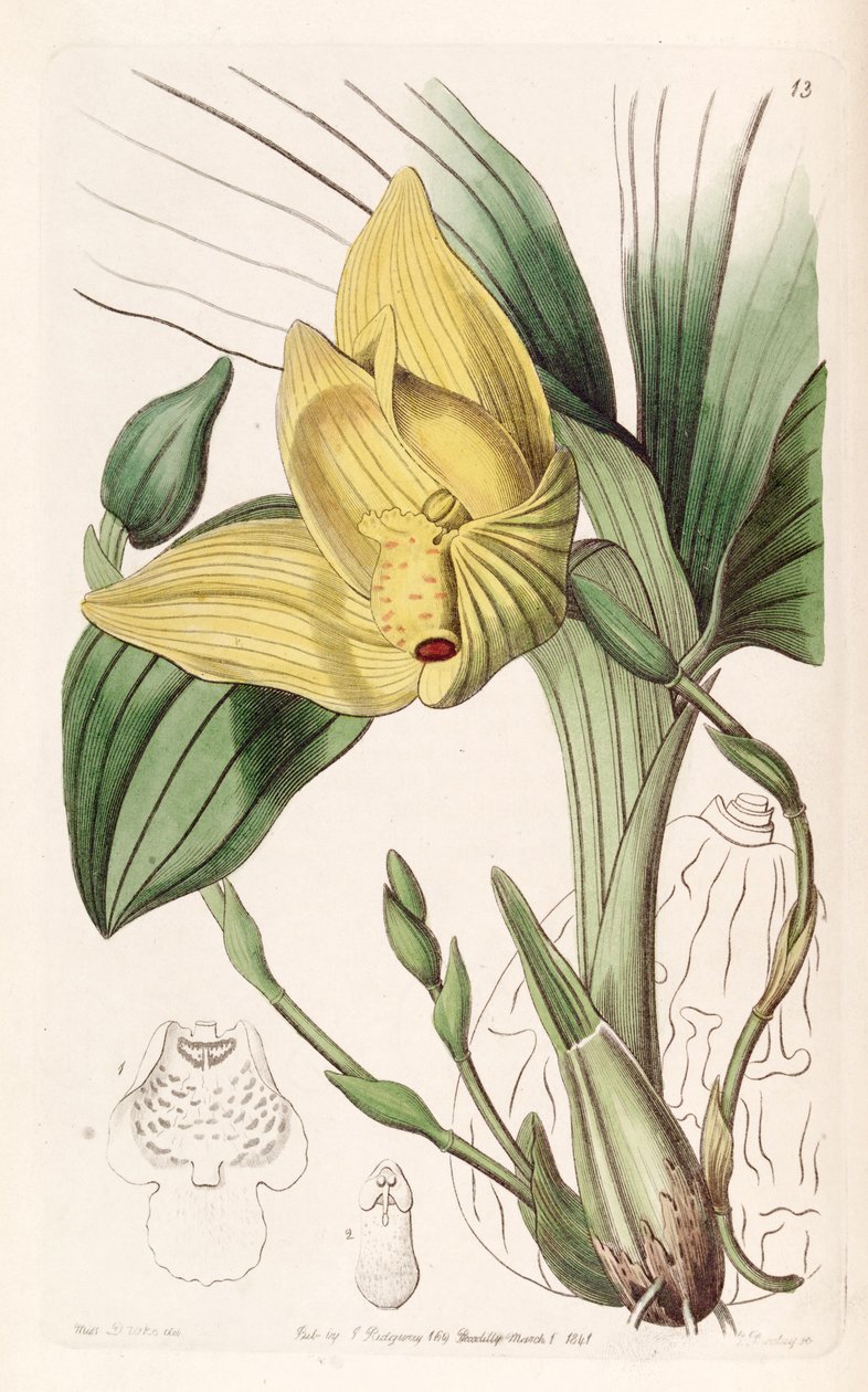 Lycaste cruenta (sensin. Maxillaria cruenta olarak) by Miss Drake
