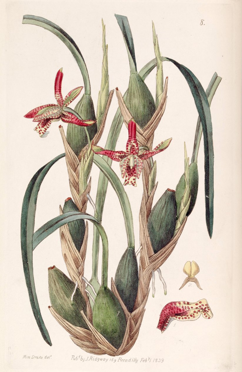 Maxillaria tenuifolia veya Maxillaria tenuifolia by Miss Drake