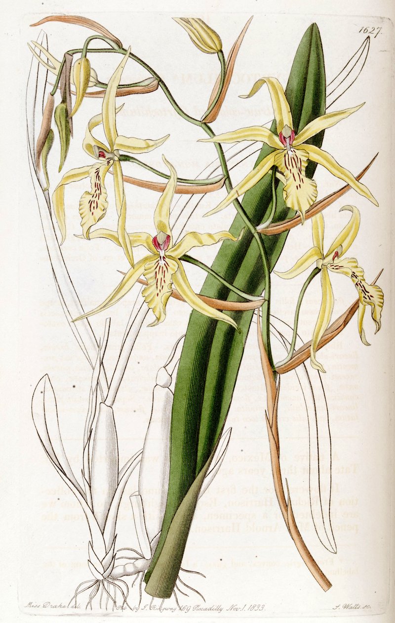 Miltonia flavescens (sin. Cyrtochilum flavescens olarak) by Miss Drake