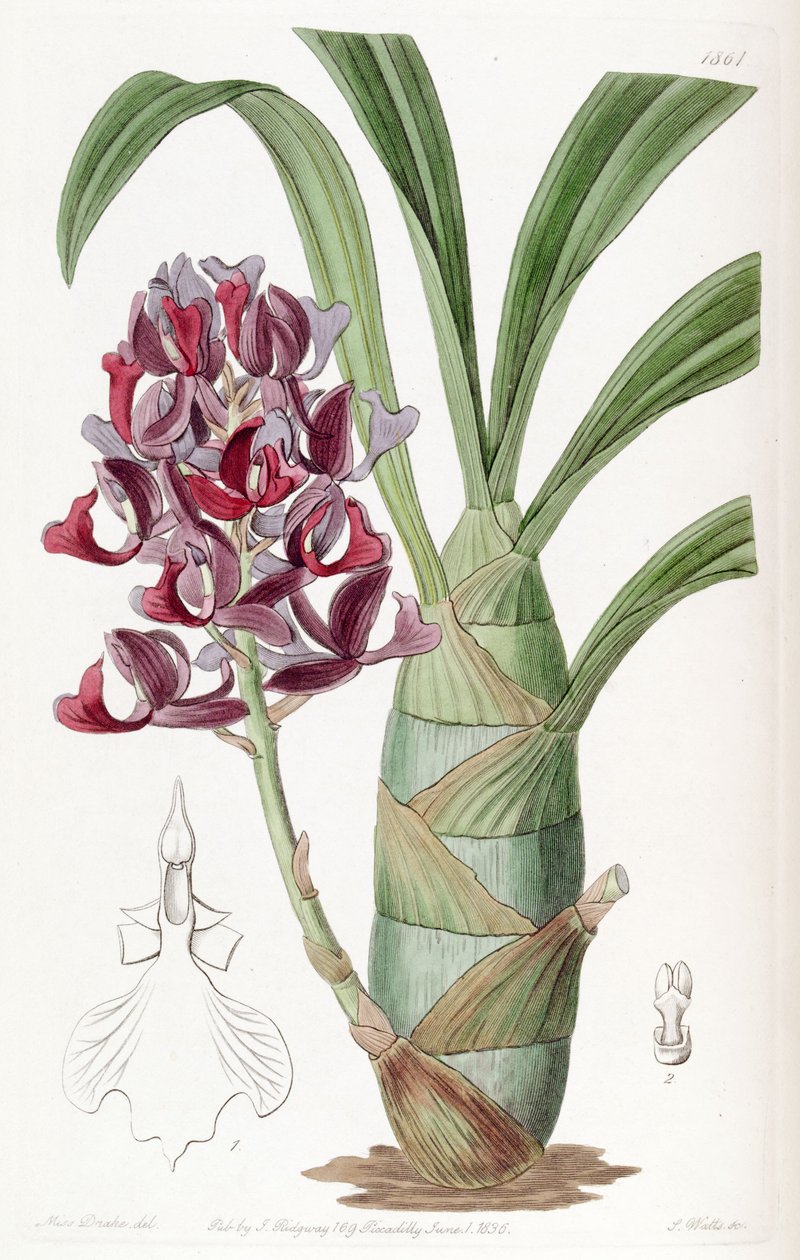 Mormodlar atropurpurea by Miss Drake