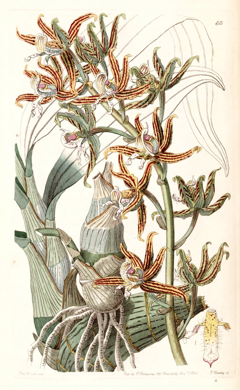 Mormodes lineata (Mormodes lineatum olarak) by Miss Drake