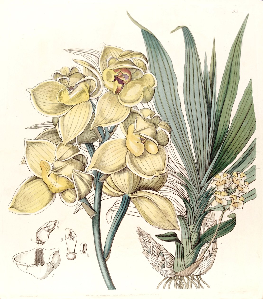 Mormodes luxata (as Mormodes luxatum) by Miss Drake