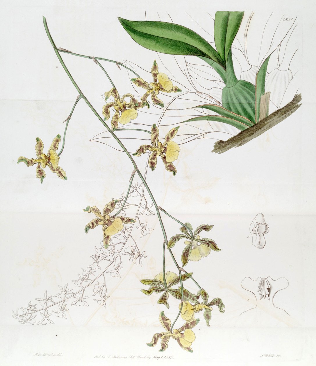 Oncidium (Jacq.) Sw   (Bu çizim Oncidium baueri DEĞİLDİR, anlam ayrımı sayfasına bakın by Miss Drake