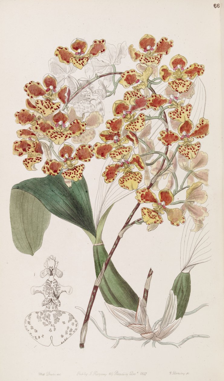 oncidium by Miss Drake