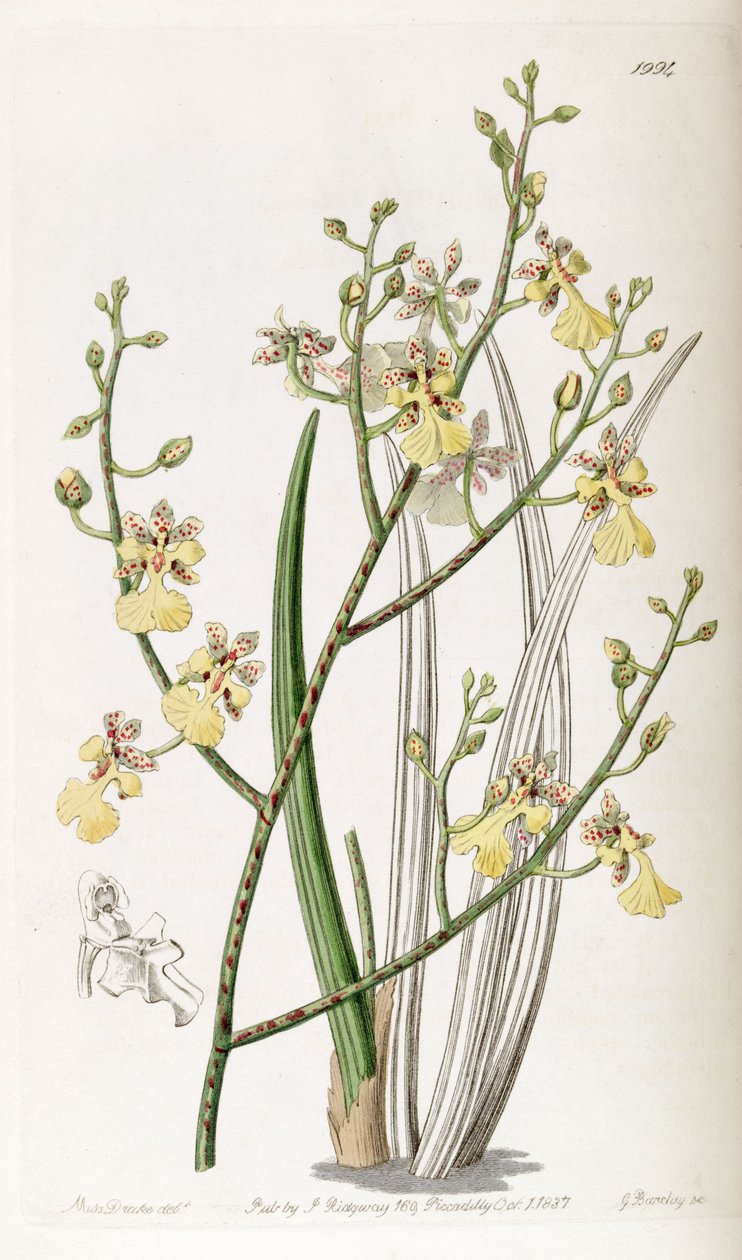 Oncidium frenk soğanı veya Trichocentrum frenk soğanı by Miss Drake