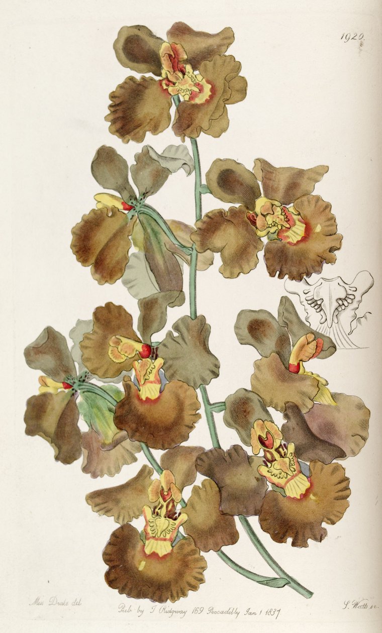 oncidium gevrek by Miss Drake