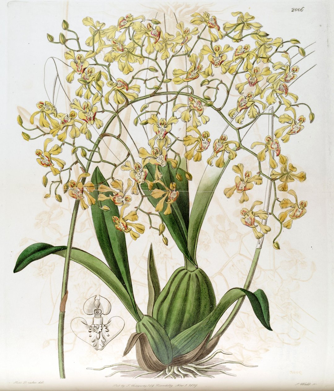Oncidium deltoideum (Cynorchis fastigiata olarak yazılır) by Miss Drake