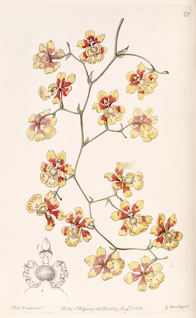 Oncidium divaricatum (sensin. Oncidium pulvinatum olarak) by Miss Drake
