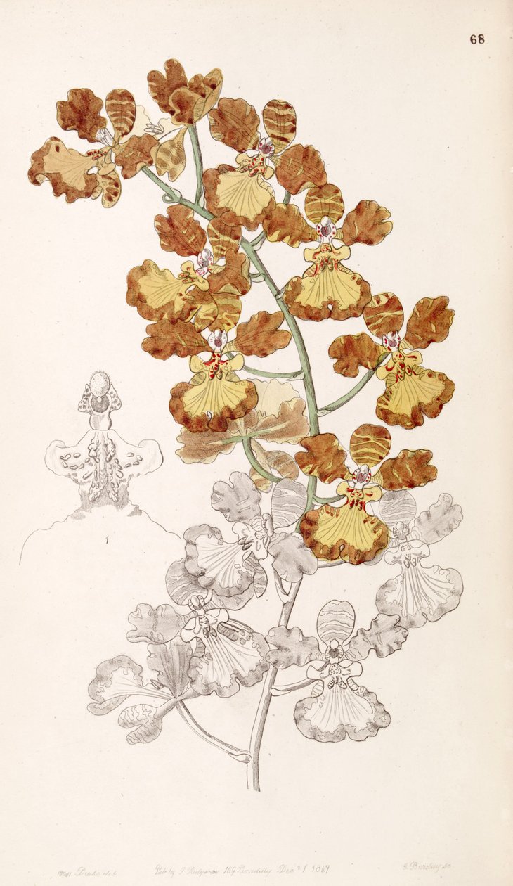 Oncidium gardneri (sensin. Oncidium curtum olarak) by Miss Drake