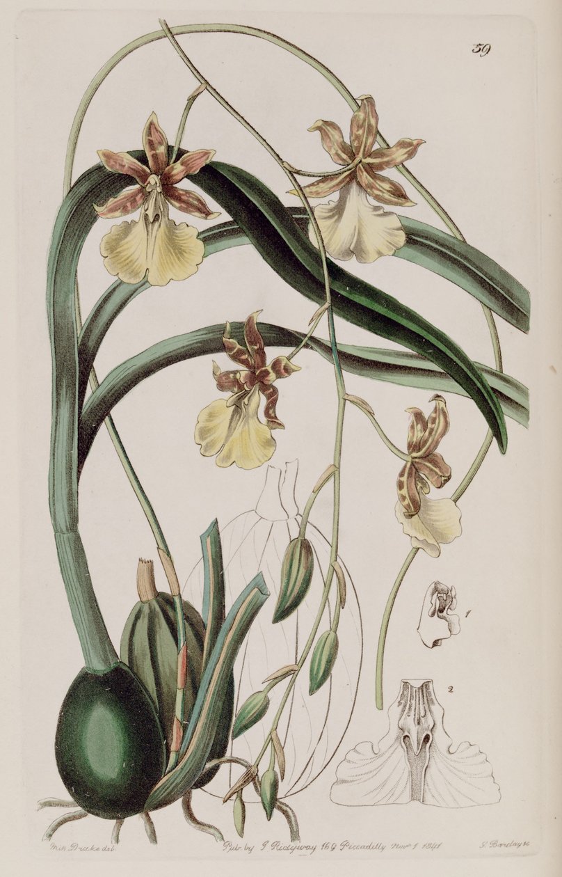Oncidium graminifolium (sensin. Cyrtochilum filipes olarak) by Miss Drake