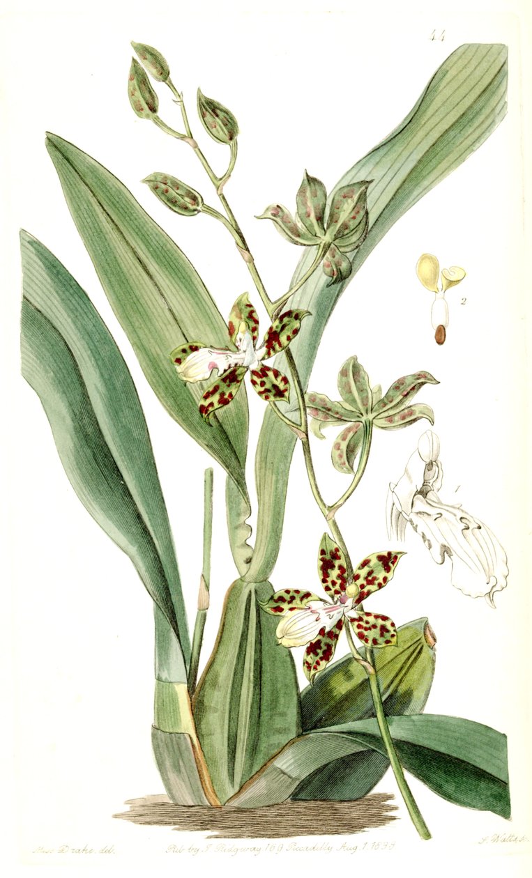 Oncidium maculatum (sensin. Cyrtochilum maculatum olarak) by Miss Drake