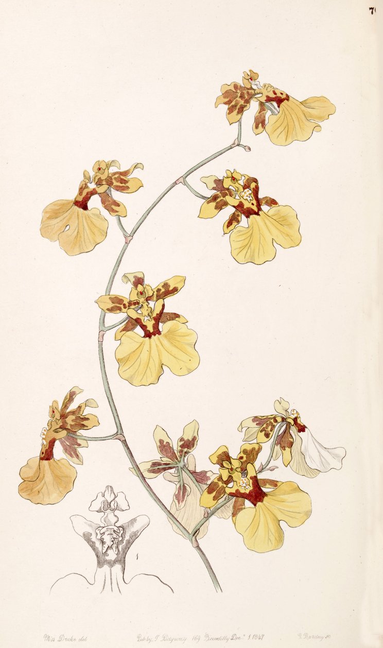Oncidium refleksum (sensin. Oncidium pelicanum olarak) by Miss Drake