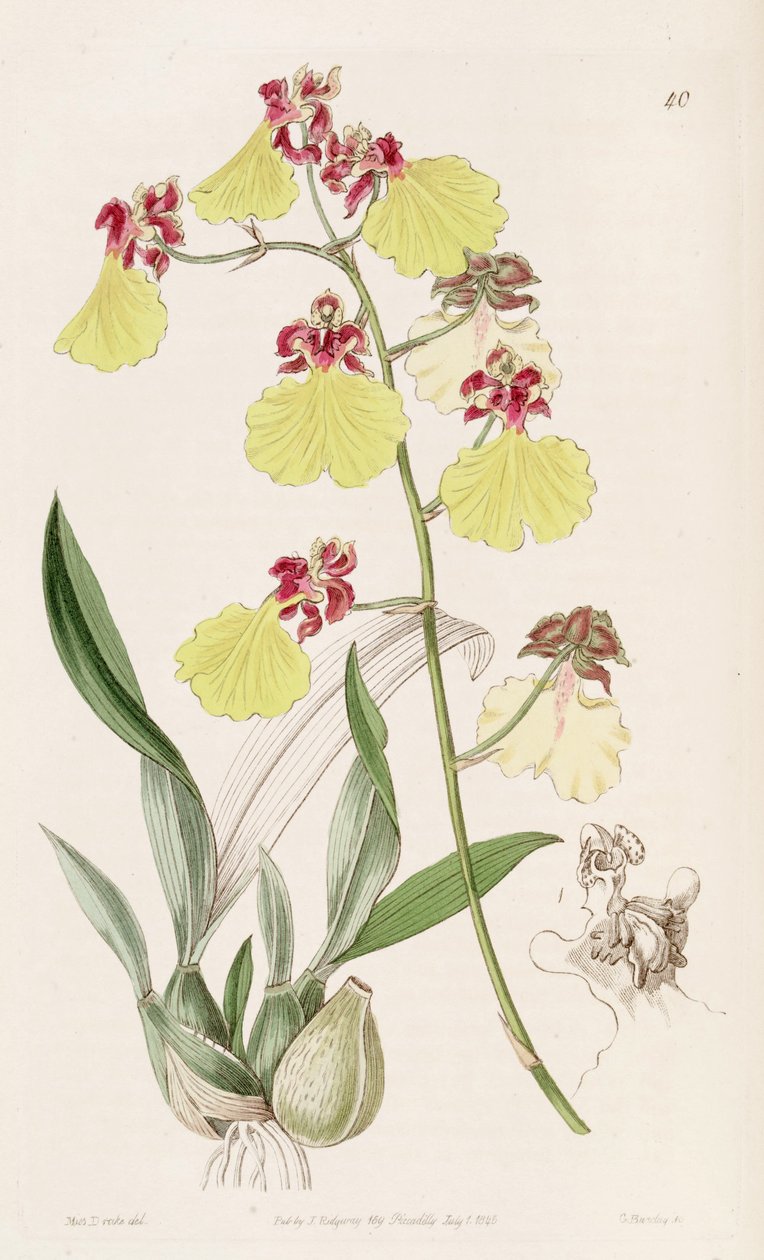 Oncidium spilopterum by Miss Drake