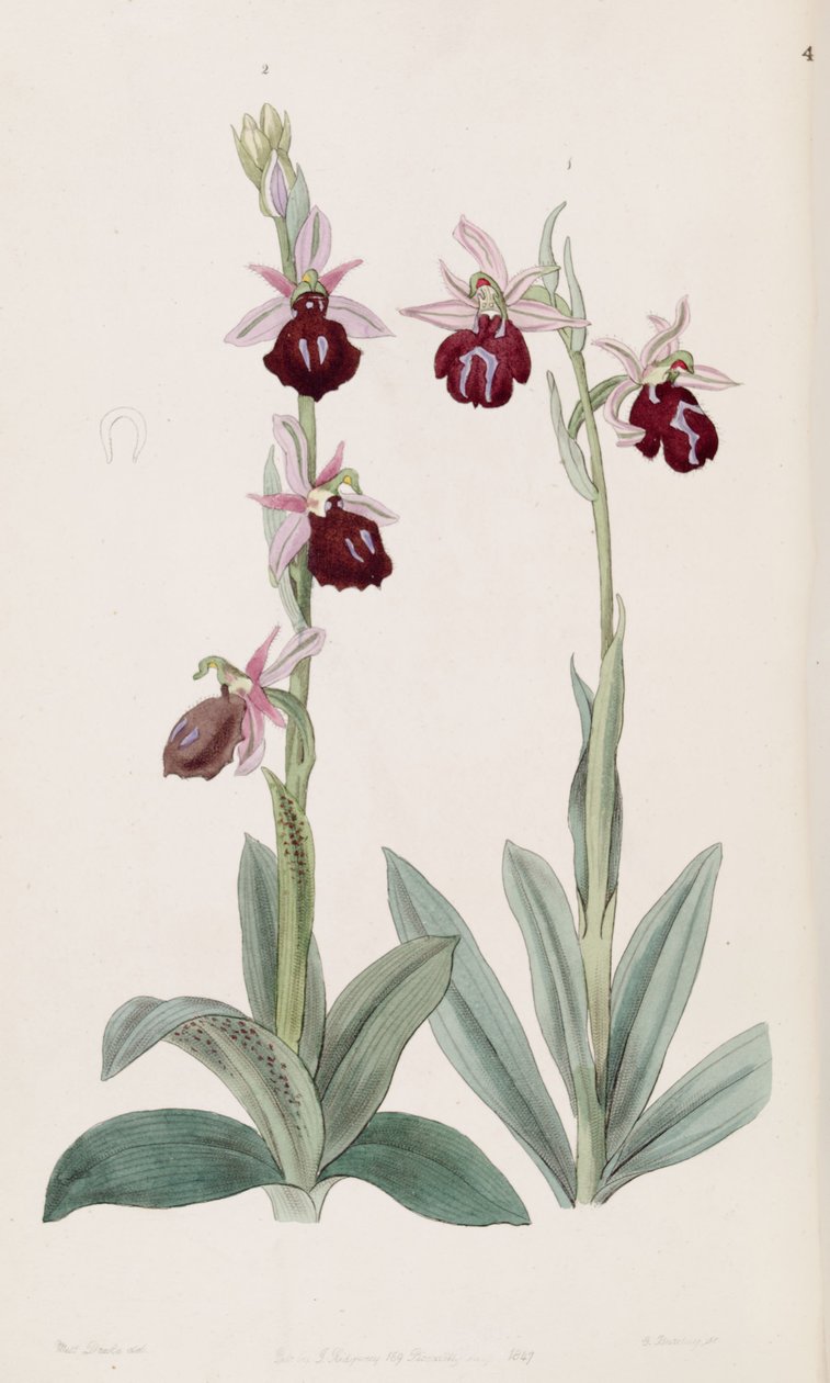 Ophrys ferrum-equinum (sol, şek. 2) ve Ophrys bombyliflora (sy. Ophrys tabanifera olarak) (sağ, şek. 1) by Miss Drake