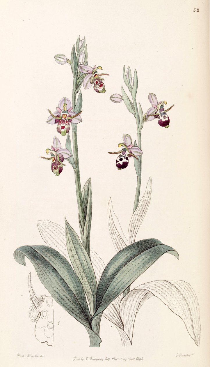Ophrys scolopax subsp. cornuta (sens. Ophrys cornuta olarak) by Miss Drake