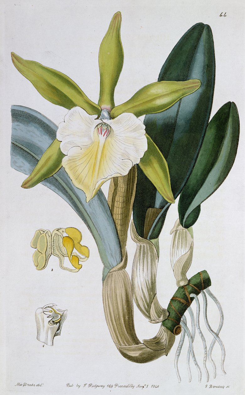Orkide: Brassavola glauca, I. Ridgway tarafından yayınlandı, 1846 by Miss Drake