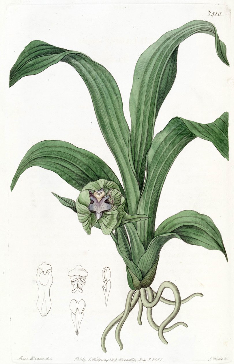 Pabstia viridis (sensin. Maxillaria viridis olarak) by Miss Drake