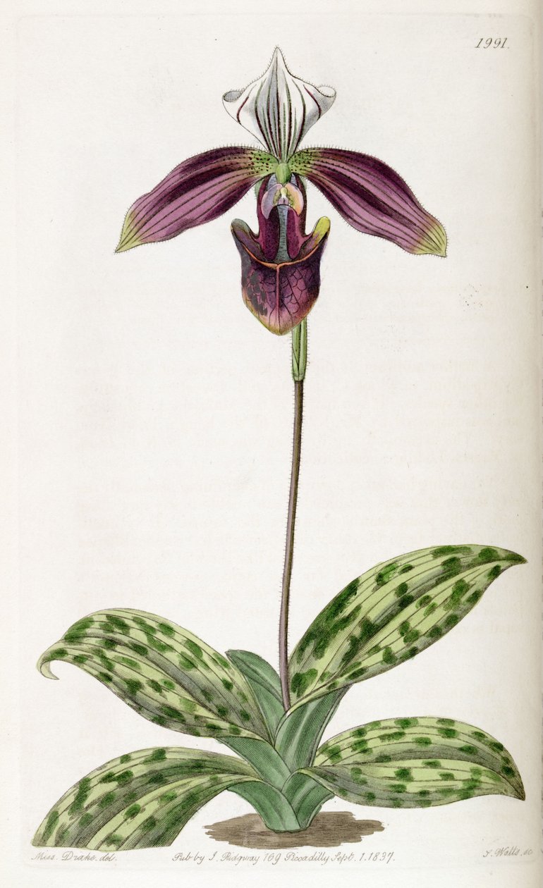 Paphiopedilum purpuratum (sensin. Cypripedium purpuratum olarak) by Miss Drake