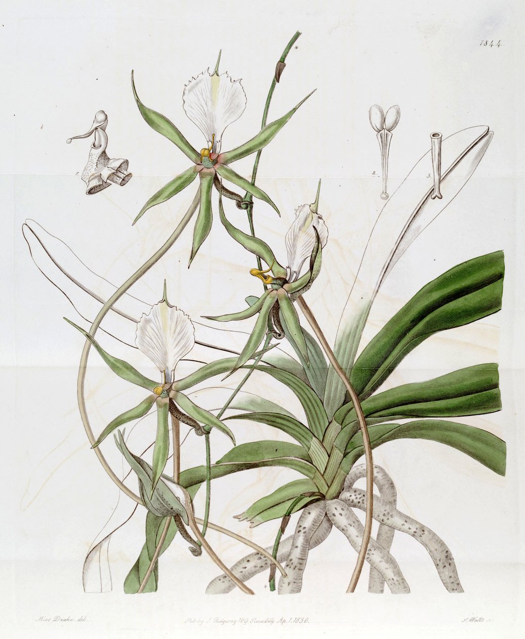 Plectrelminthus caudatus (sin. Angraecum caudatum olarak) by Miss Drake